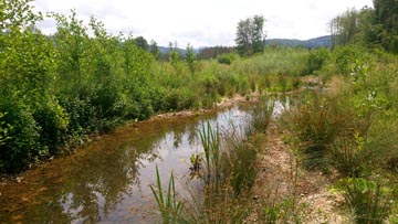 Renaturation de cours d'eau (Dessous Roche)